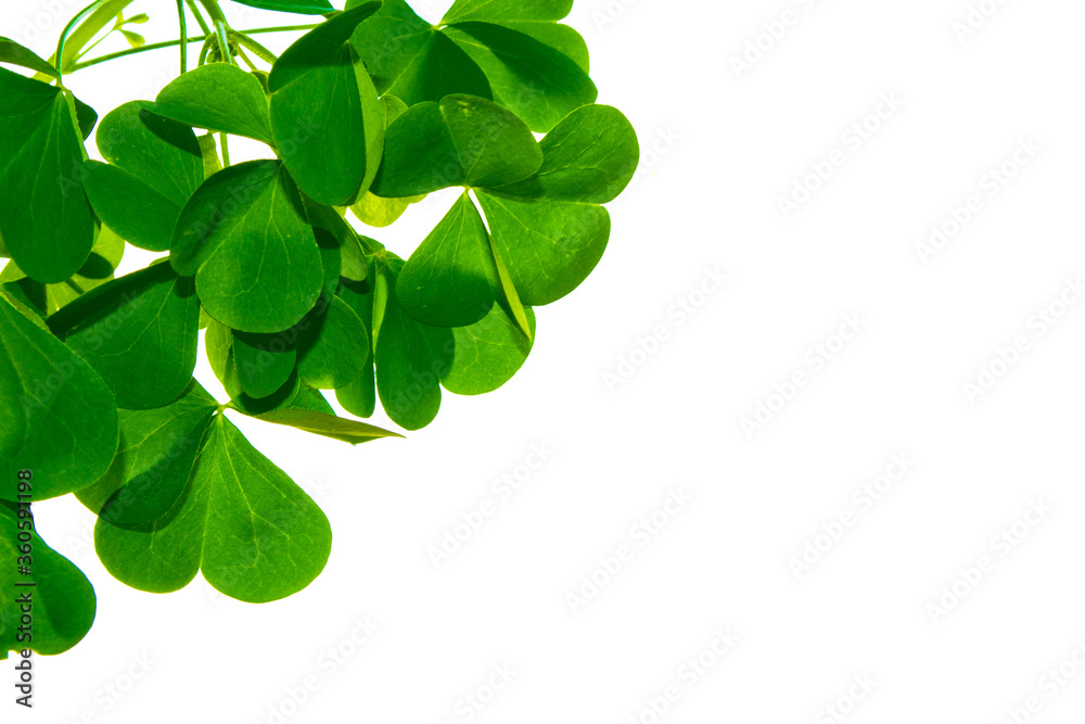 green clover leaves isolated on white background. St.Patrick 's Day green clover leaves isolated on white background. St.Patrick 's Day