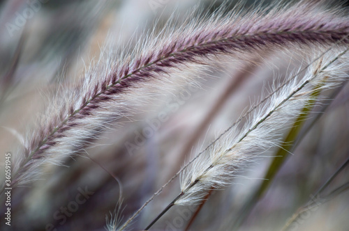Pennisetum Rubrum purple fountain grass close-up plumes	