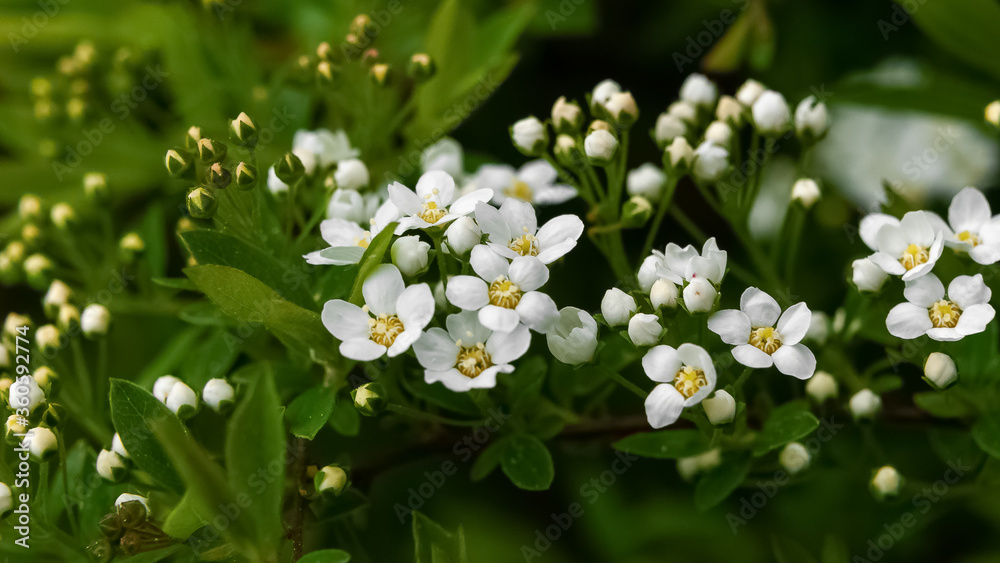 Spring white flowers on a green background Spring white flowers on a green background