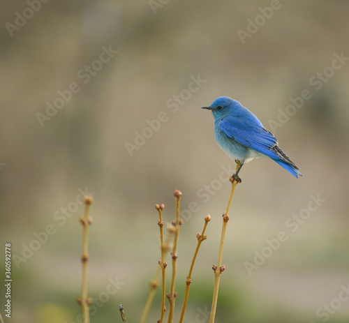 Mountain Blue Bird perched on lilac bush.