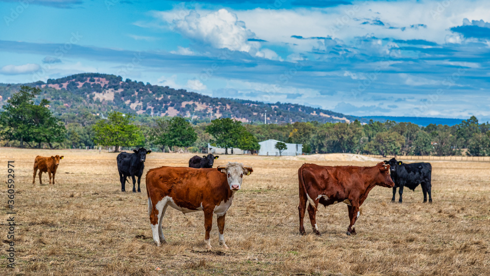 Obraz premium Cows grazing in the meadow at country WA Perth