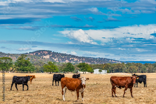 Cows grazing in the meadow at country WA Perth