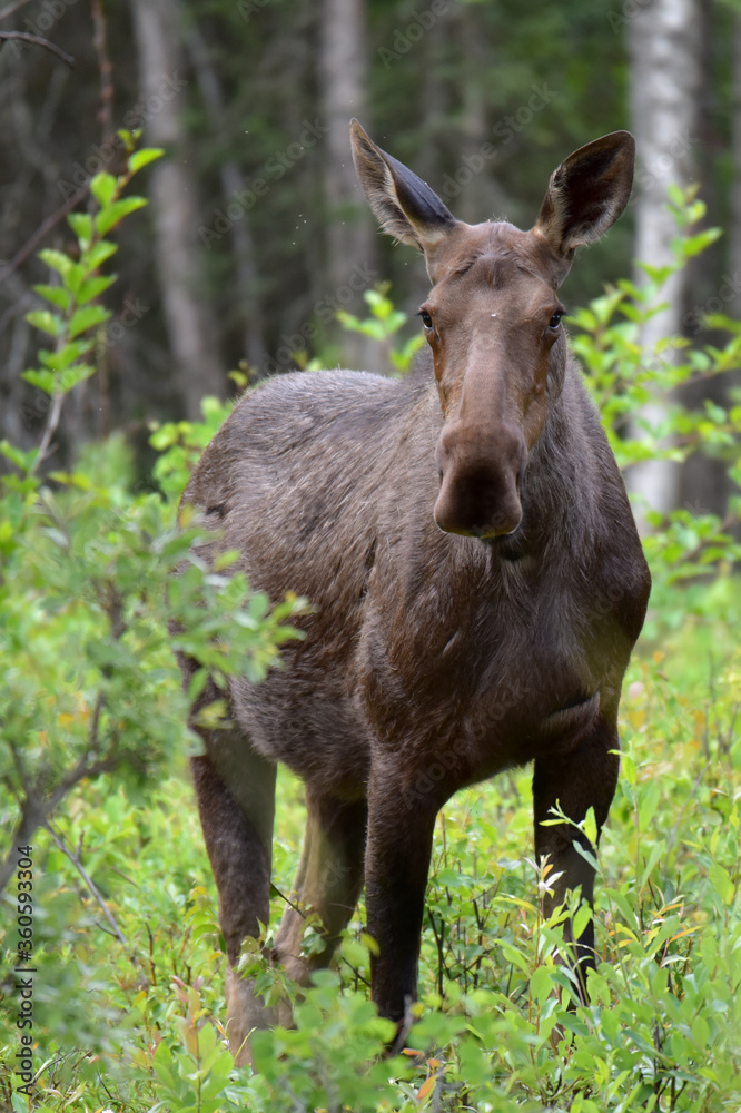 A wild Alaska moose munching on fresh summer leaves. A wild Alaska moose munching on fresh summer leaves.