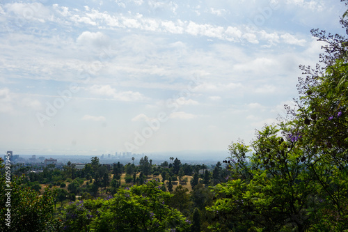 trees and sky