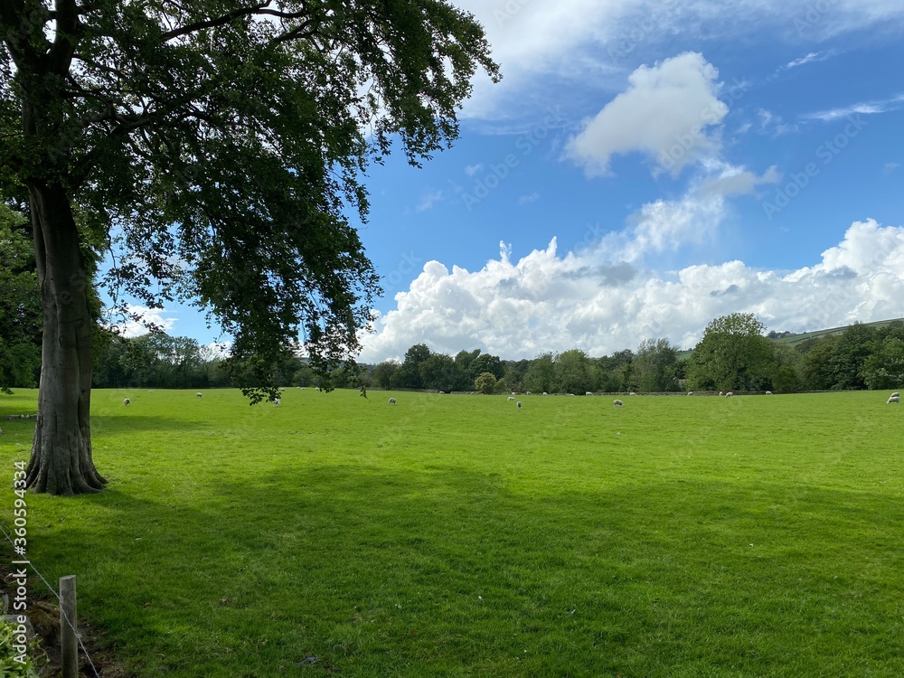 Panoramic landscape, of a large meadow, with an old tree, and sheep feeding in the distance in, Crosshills, Keighley, UK