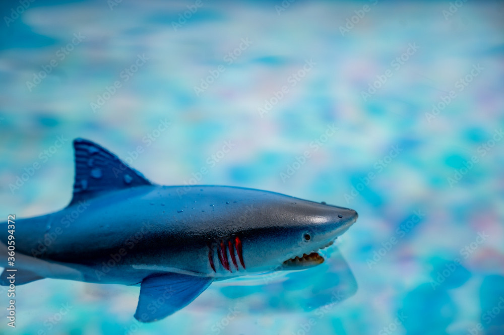 Fototapeta premium Great white shark plastic toy on the surface of a swimming pool