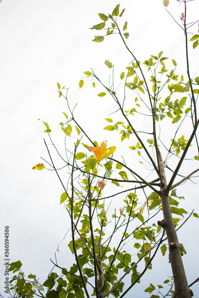 Obraz premium green and yellow leaves on a branch in the cloudy sky