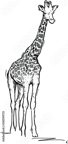 Hand drawn realistic sketch of giraffe