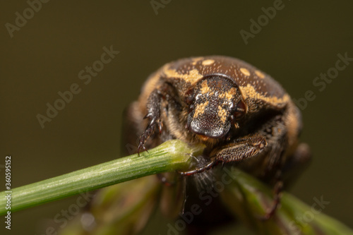 Light colour Varied carpet beetle Anthrenus verbasci climbing up