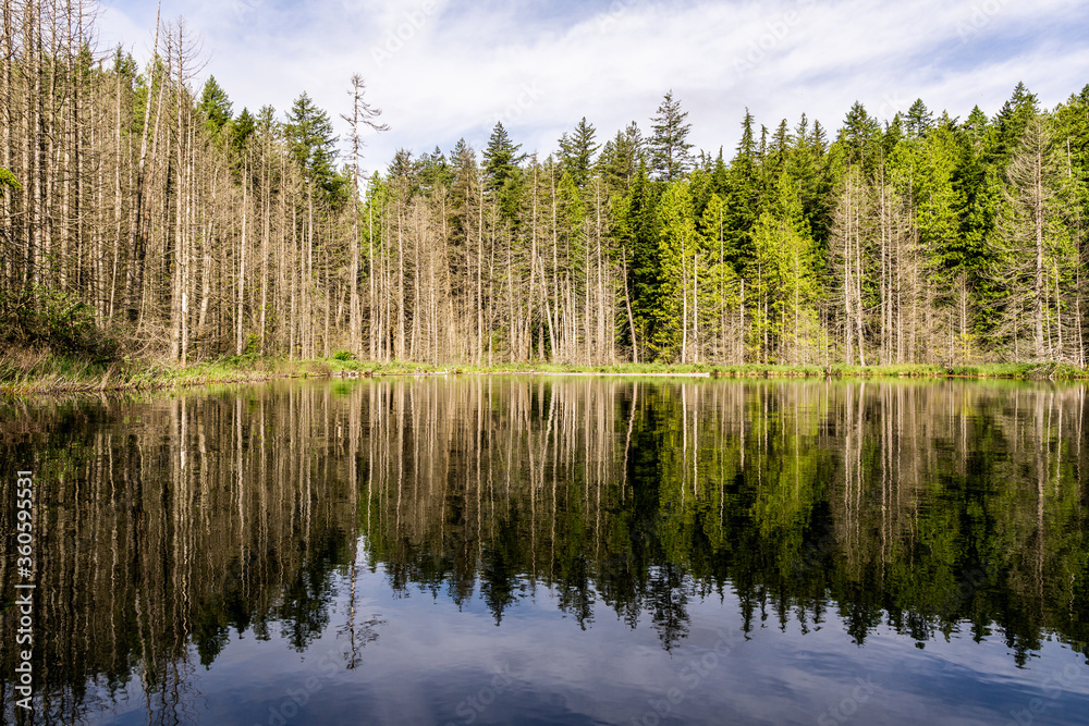 beautiful small White lake surraunded by tall forest in british columbia Canada. beautiful small White lake surraunded by tall forest in british columbia Canada.