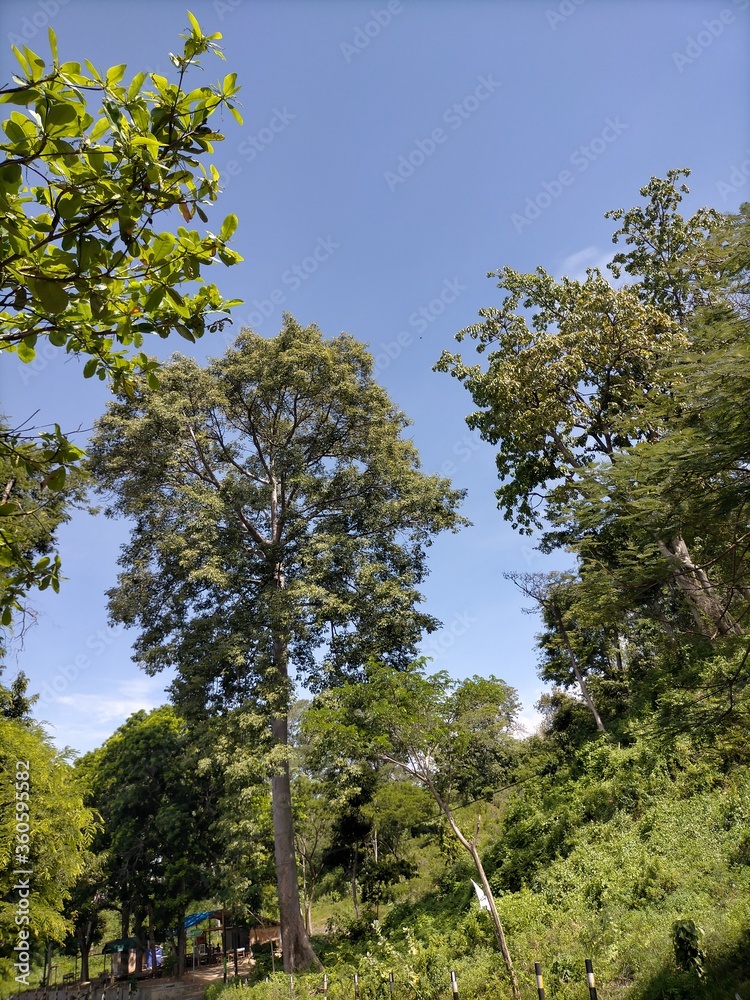 Fototapeta premium trees in the forest