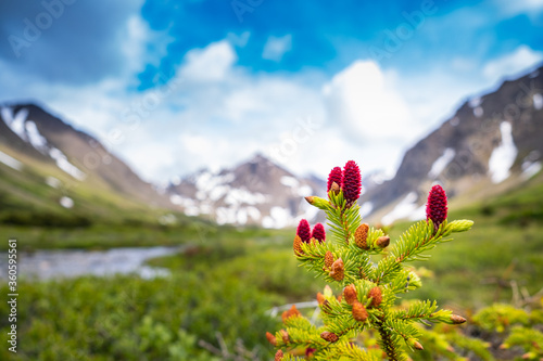 Spruce seeding pine cone on new growth