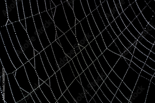 Spider web with water dew on it with a black background to make it pop. The intricate nature design among us