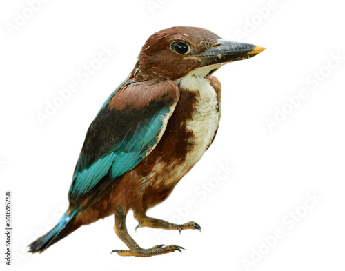 newborn of white-throated kingfisher with just fledged the nest with young feathers isolated on white background,