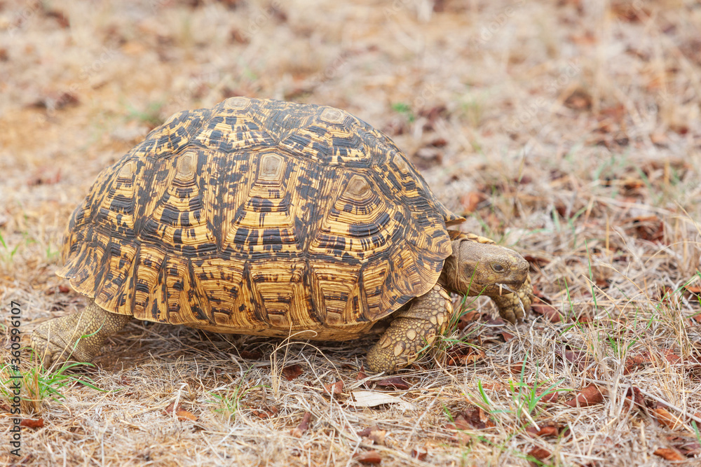 Obraz premium A Leopard Tortoise in Kruger Park