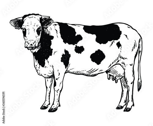 Hand drawn realistic of cow    Vector illustration