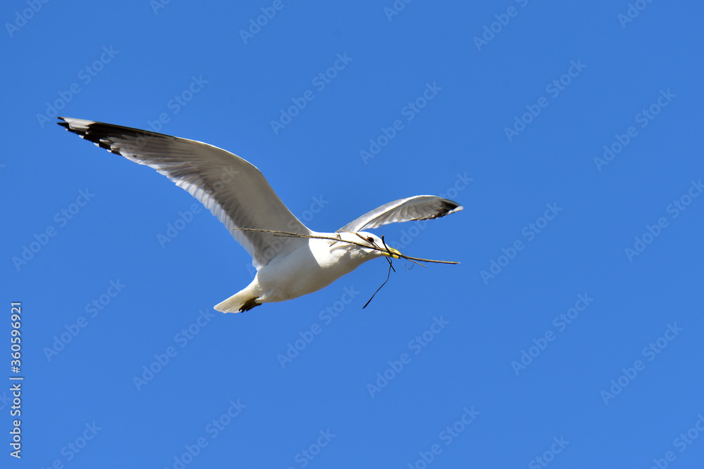 Mew gull on blue sky carrying nesting material Mew gull on blue sky carrying nesting material