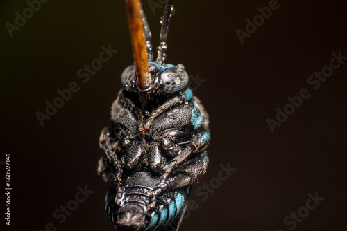 Cute Australian native cuckoo bee/blue and black striped bee on a stick full of water dew