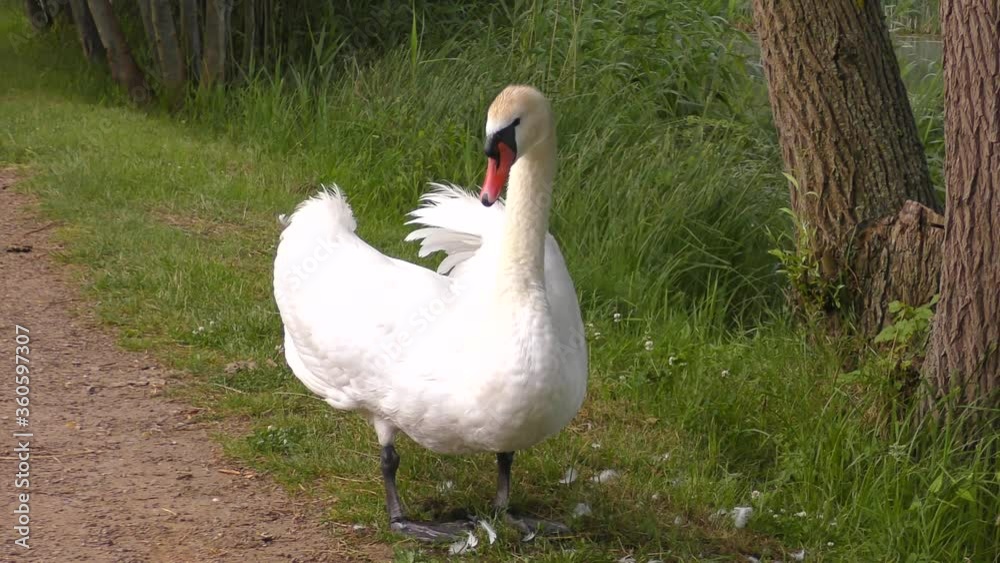 a swan sits with its chicks on a footpath