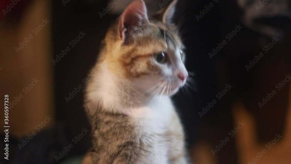 portrait of a spotted cat that looks to the right, the coat is long and multi-colored in orange, white and black, the cat is young, she is sitting indoors among clothes