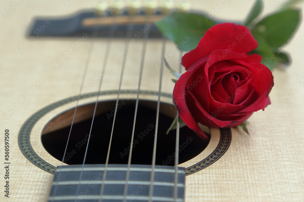 Obraz premium A bright red rose blooming