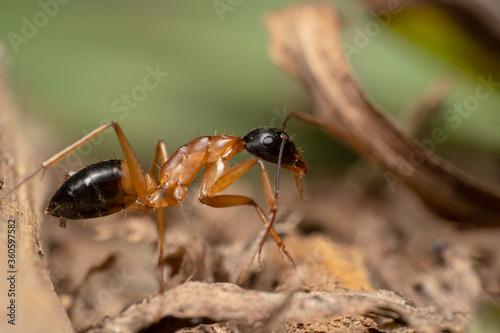 Orange ant with with black head walking on the side 