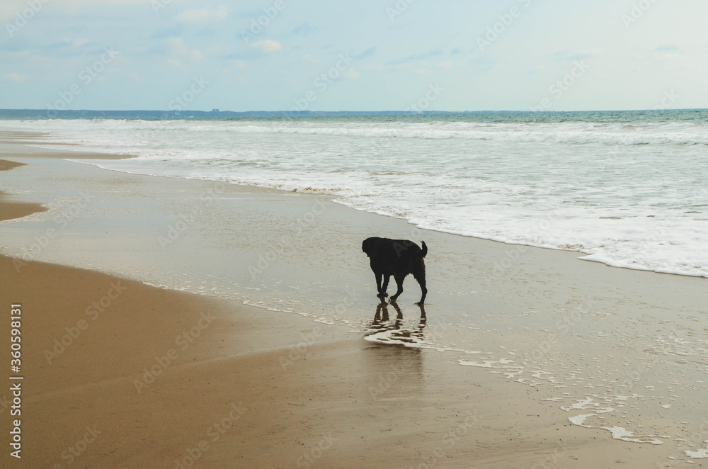 dog on the beach