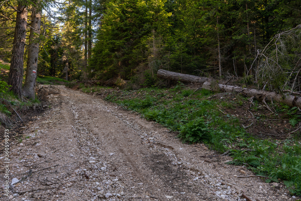 Walking trail leading through the forest from Monte Penegal to Monte Macaion in Italian South Tyrol. Walking trail leading through the forest from Monte Penegal to Monte Macaion in Italian South Tyrol.