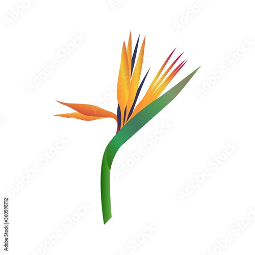 Paradise flower vector on white background 