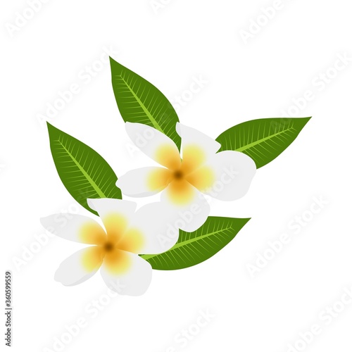 frangipani flower on white background