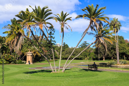 Palm trees growing in the Royal Botanic Garden, Sydney, Australia