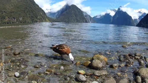 duck on the shore