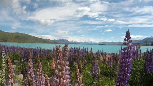 lupin flowers by tekapo lake photo