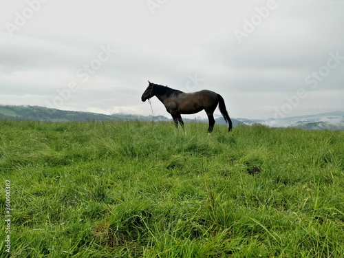Poland Beskid Sądecki. A horse grazing in a green meadow against a cloudy sky.