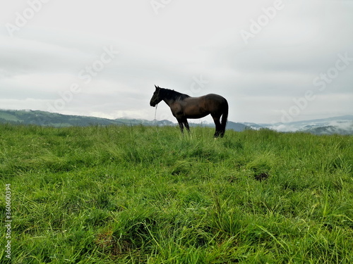 Poland Beskid Sądecki. A horse grazing in a green meadow against a cloudy sky. © Tomek
