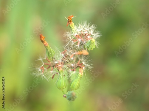 Closeup yellow petals of Oriental false hawksbeard , Youngia japonica flower plants in garden with green blurred background ,macro image ,sweet color for card design