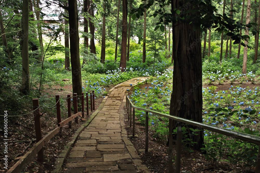 紫陽花と小道