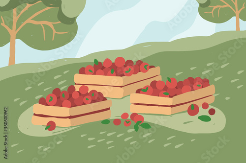 Wooden boxes full of red fruits, vegetables on grass. Gathering apple in orchard. Garden landscape in harvest season. Picking tomatoes at farm. Organic local produce. Horticulture vector illustration