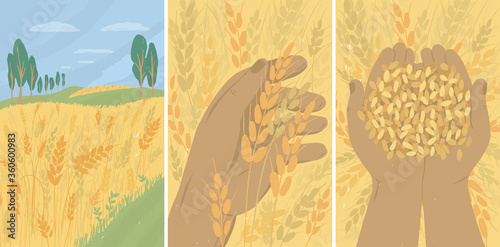 Set of banners with autumn landscape of wheat field. Agriculture, nature, harvest in farm. Farmer holding ears and ripe grains of wheat in hands. Adult man gathering crop in rural. Vector illustration