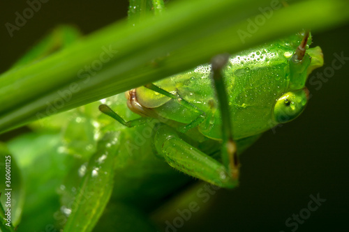 Close up shot of green grasshopper  photo