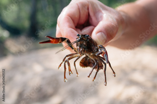Young man holding a life crab in his hands, fishing in Sweden