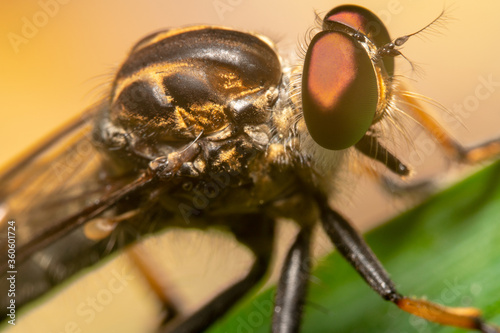 Top down shot of a robber fly  © Saurav