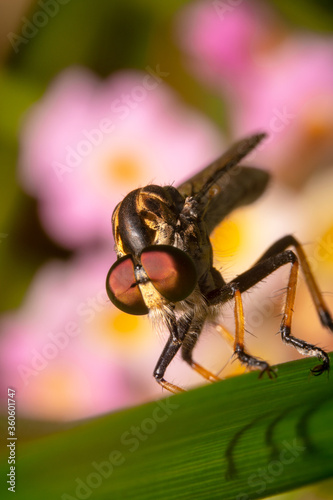 Tilted shot of a robber fly with big eyes 