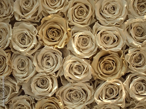 Closeup white brown petals of dry roses flowers with sunshine and bright background ,macro image ,soft focus for card design
