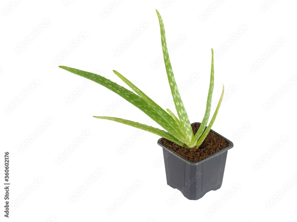 Aloe Vera plant in black square pot isolated on white Aloe Vera plant in black square pot isolated on white
