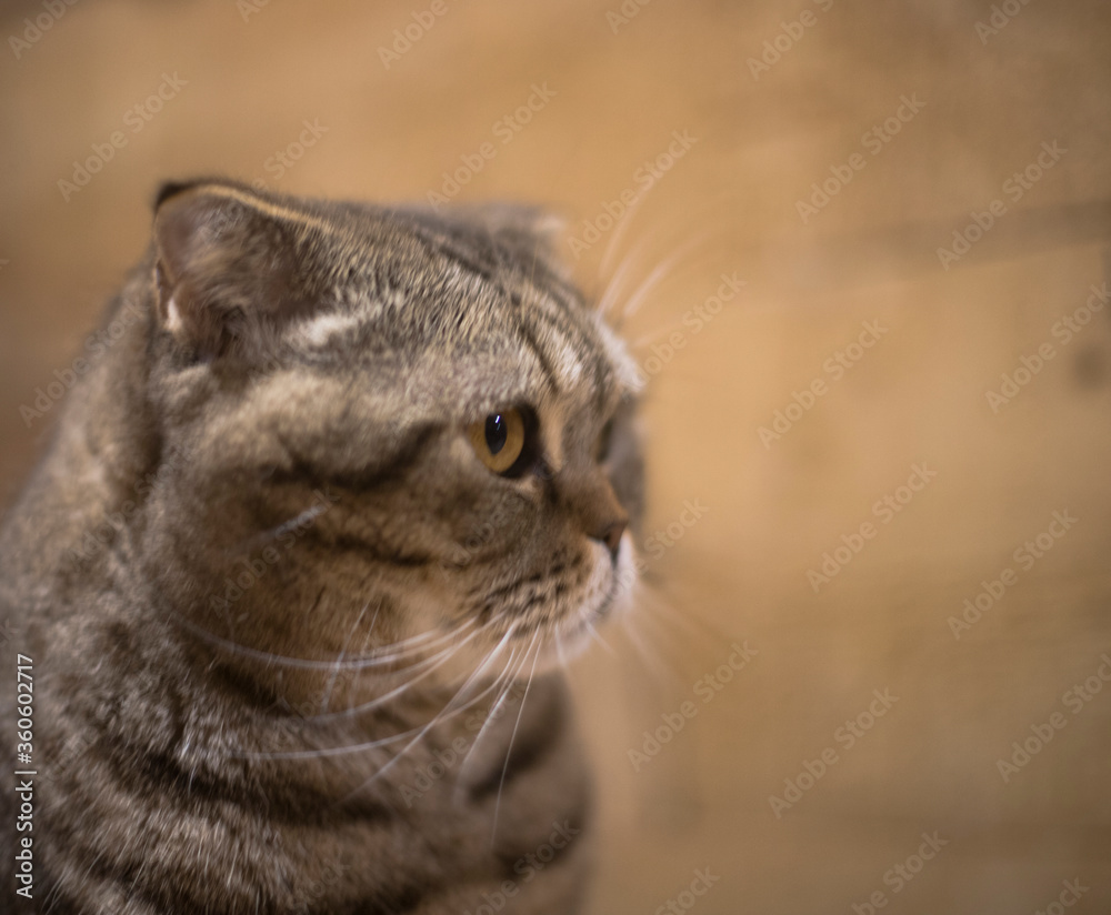 portrait of a Scottish fold cat with a striped coloring, the cat looks away with large round eyes, as if seeing something interesting and tempting against a brown wooden wall