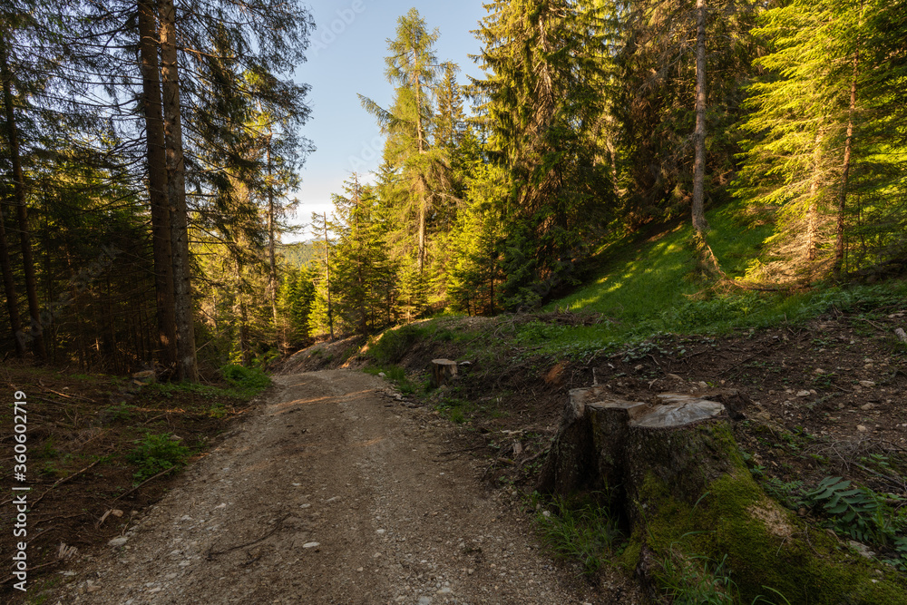 Naklejka premium Walking trail leading through the forest from Monte Penegal to Monte Macaion in Italian South Tyrol.