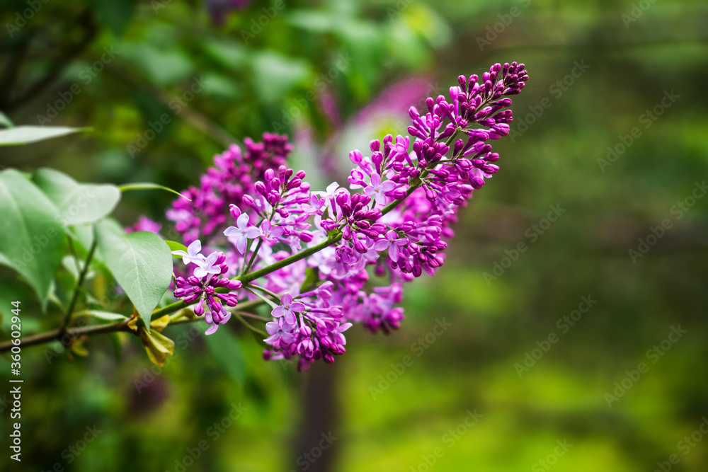 Close-up of a bright, blooming lilac on a background of green leaves and twigs. Close-up of a bright, blooming lilac on a background of green leaves and twigs.