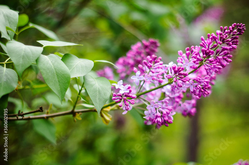 Close-up of a bright, blooming lilac on a background of green leaves and twigs.