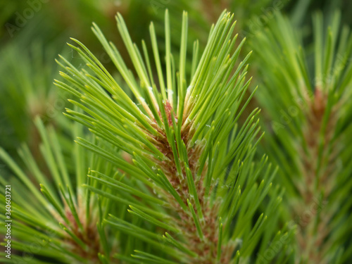 close up of pine needles